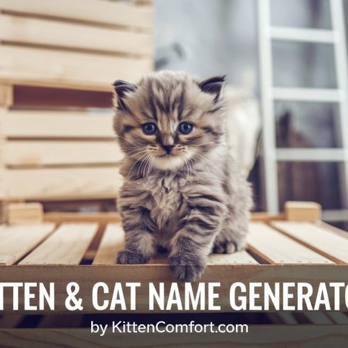 Cat & Kitten Name Generator
