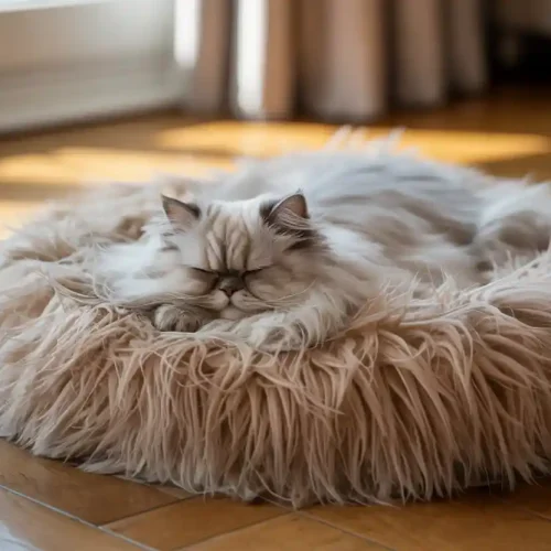 Best Fluffy Cat Beds for Deep, Cozy Sleep